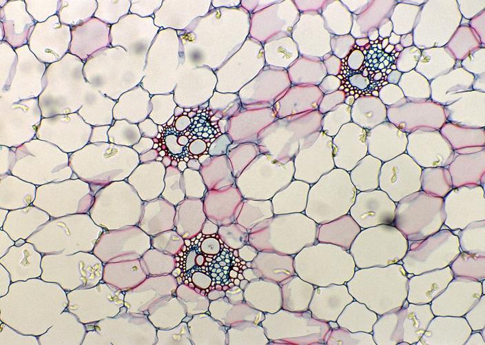 显微镜下的细胞图片 - 第19张