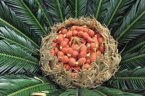 绿茶说 百科2 中药知识 > 详细内容 铁如果是植物铁树的成熟种子,它