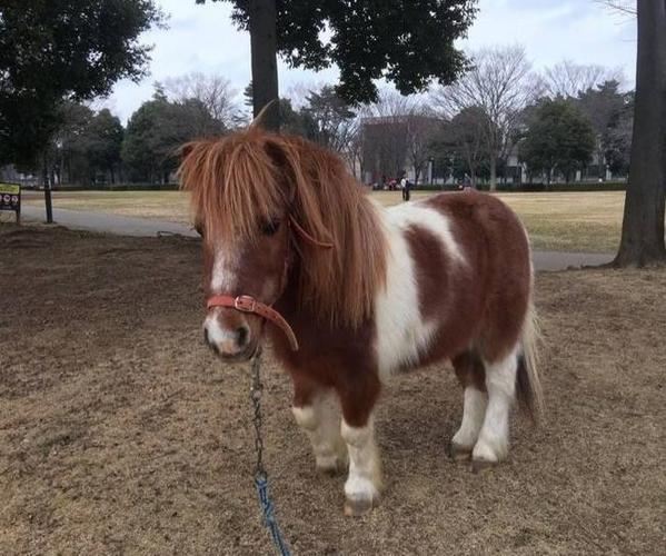 观赏矮马租赁哪里有矮马出租