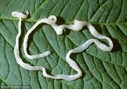 如何养狗 系列135 狗狗常见绦虫病的防治