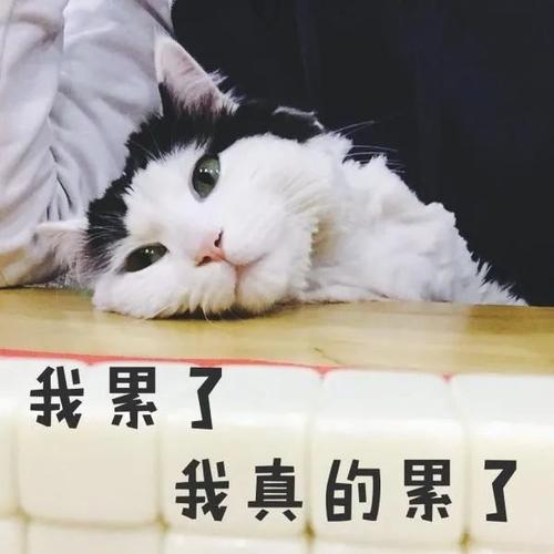 搞笑表情包:我累了,真的累了