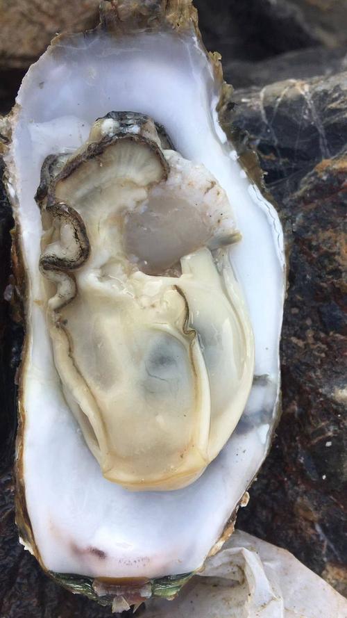 大连生蚝 野生 3-4两/只