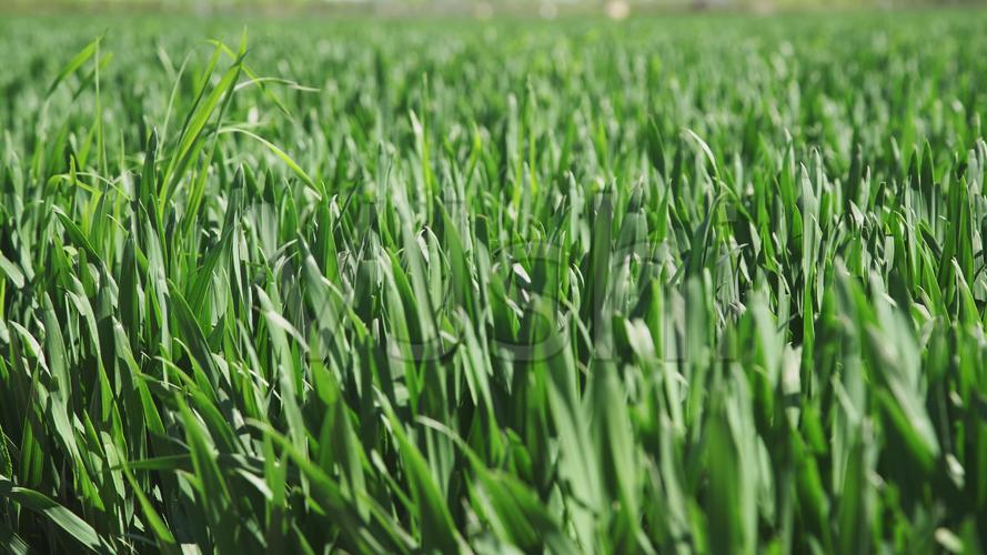 【原创】绿油油的麦苗