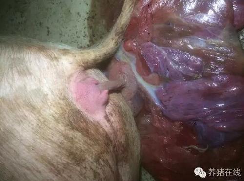 如何用肉眼判断母猪是否产完仔?