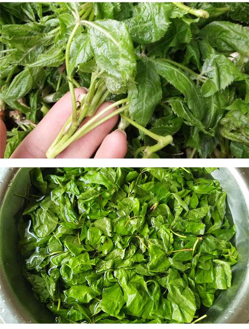 新鲜刺五加野菜 东北刺五加 东北长白山野菜500g速冻发货
