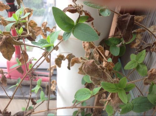 我家的金银花一半干枯一半绿是怎么回事?