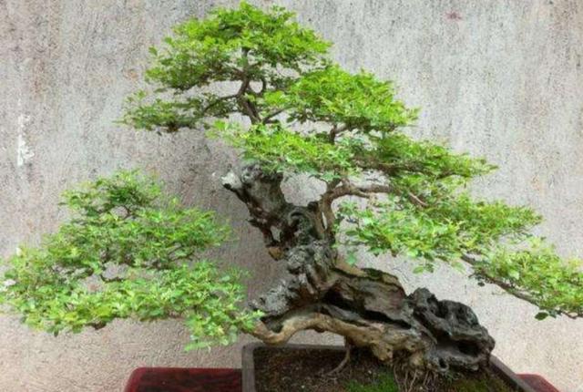 树桩盆景,上盆做好这几个事项,才能保证成活率,更快