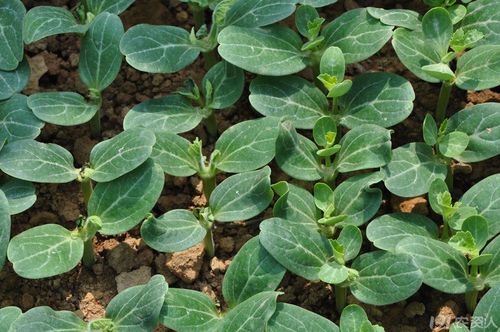 西瓜苗越长越长就是不长叶子,怎么回事? 宠物