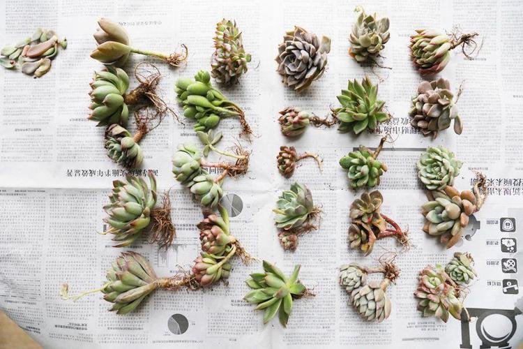 多肉植物怎么养多肉植物养护指南与你分享