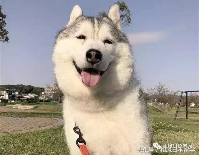 我侧颜杀!这只二哈的正脸让我只想说"打扰了……"