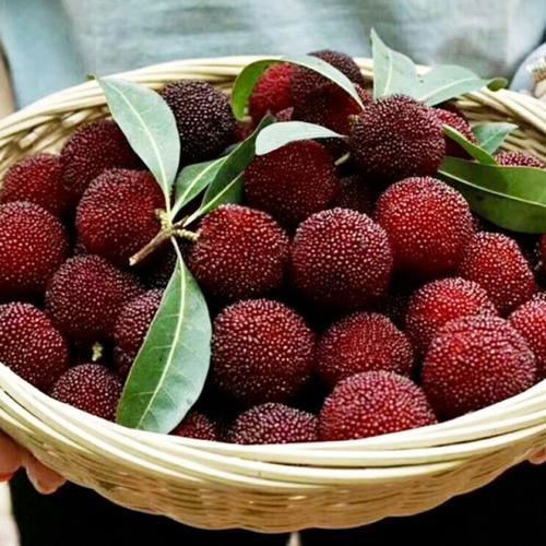 新鲜杨梅顺丰空运当季水果时令正宗仙居东魁孕妇整箱现发礼盒6斤