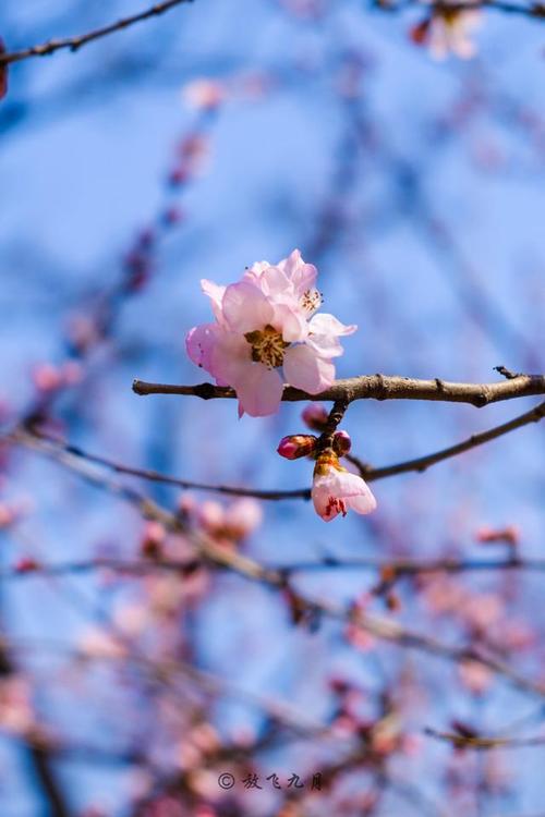 北京春天10个赏花地,看10种鲜花海洋,莫负好春光