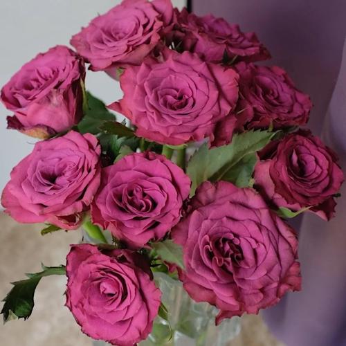 蓝莓新品切花玫瑰花苗别名蓝莓之夜月季花型颜色独特盆栽地载勤花