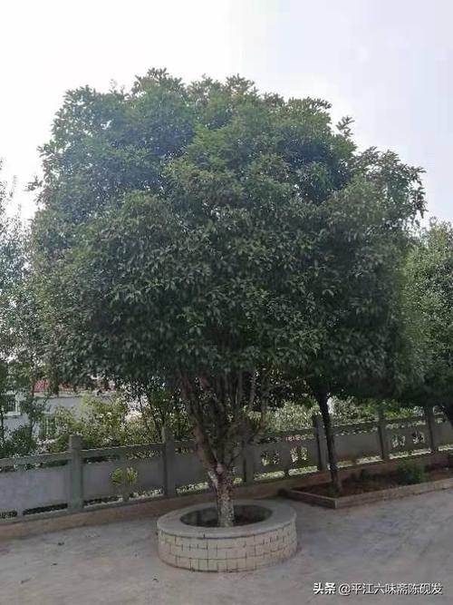 今年桂树不开花|桂花|桂花树|丹桂|赏月_网易订阅