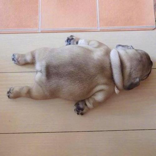 搞笑趣图:铲屎的,不是说好准备洗澡的吗,你咋还去拿调料了