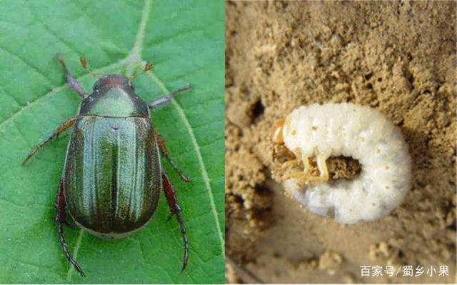 金龟子危害猕猴桃,造成树体生长发育慢,严重者还会树