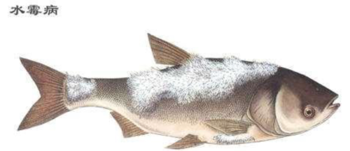 水霉病怎么治最快水霉病怎么治