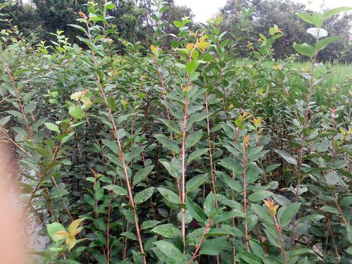 垂丝海棠小苗多少钱 垂丝海棠报价行情 - 浙江省苗木