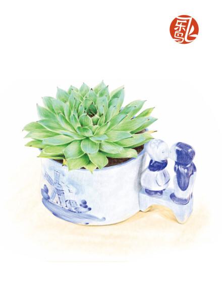 多少少会在家里种上几盆植物,插上那么几支绿叶或几朵鲜花来点缀生活