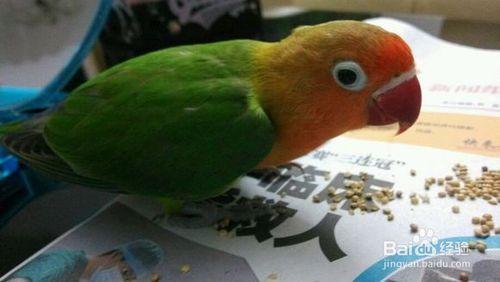 com 牡丹鹦鹉是家养小型鸟类中最为常见的一种,它又被称为情侣鹦鹉