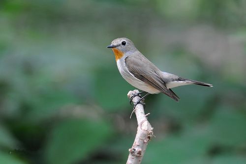  p>红喉姬鹟(学名: i>ficedula parva /i>)小型鸟类,体长11~13厘米.