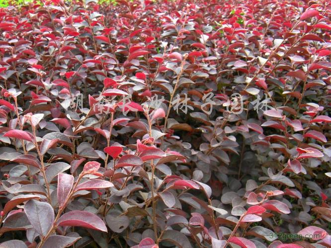 供应红继木(红桎木)