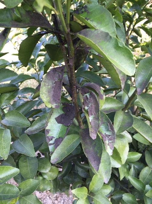 柑橘煤烟病有什么好的防治措施?