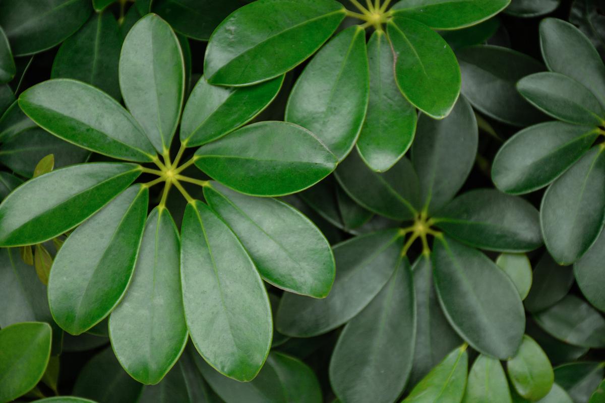 七叶莲怎样插活,有毒吗