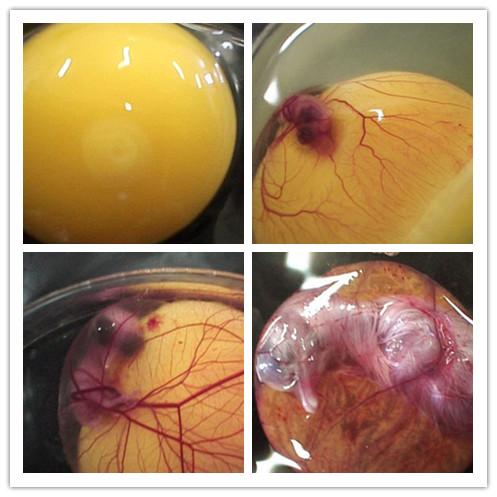 【图】鸡蛋孵出小鸡全过程 好神奇