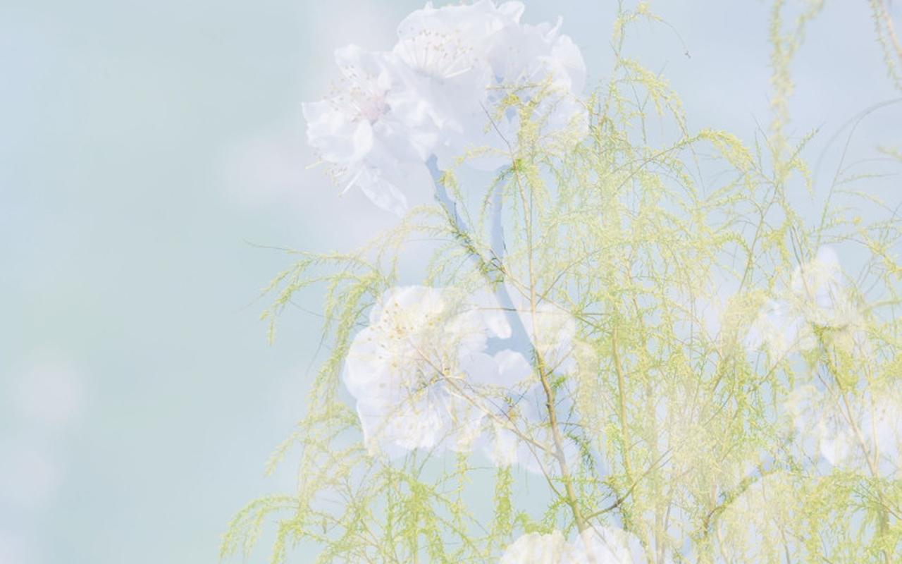 唯美清新花卉微距摄影图片电脑壁纸,风景壁纸,唯美,花卉,高清,清新