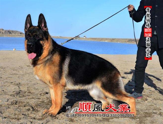 大头德牧幼犬顺风犬舍引领德牧发展浪潮山东济宁锤系德牧全新价格