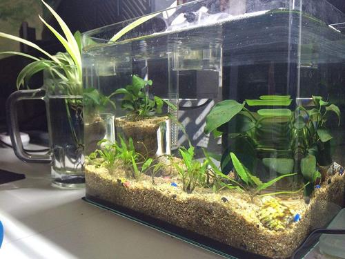 如何利用鱼缸来旺财