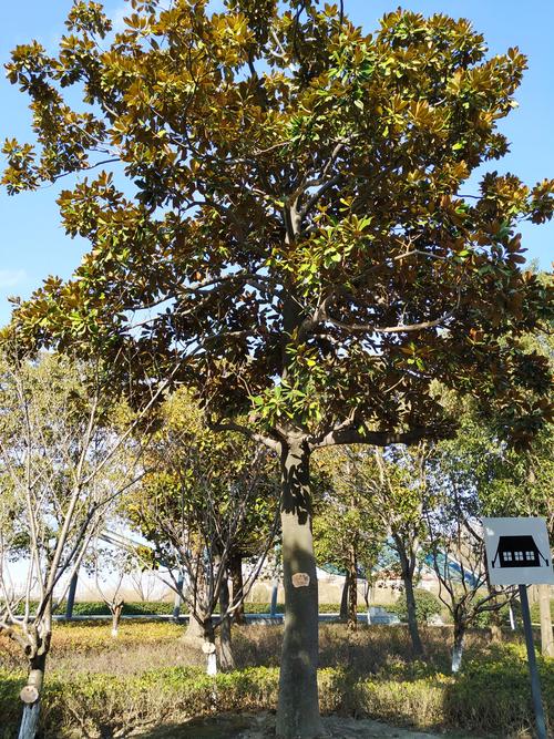 广玉兰,南通市市树