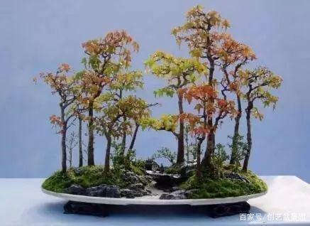 丛林盆景,一盆一世界