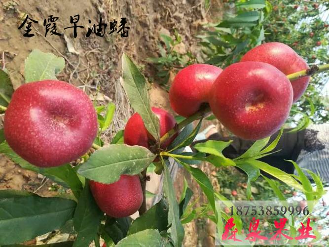 最新金霞早油蟠桃树苗的批发价格