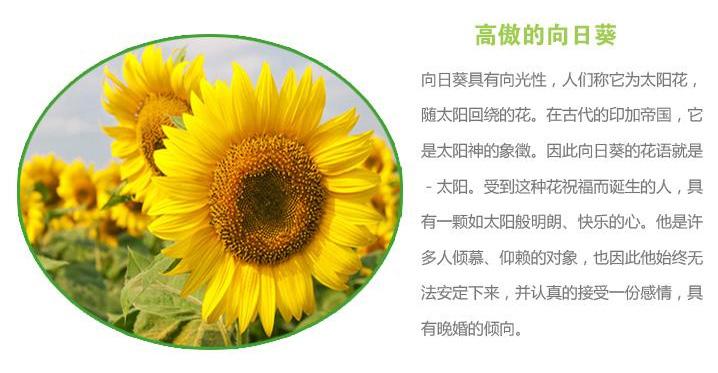 9朵向日葵|辽源东丰大地花屋,辽源花店,辽源鲜花网,辽源鲜花预定,辽源
