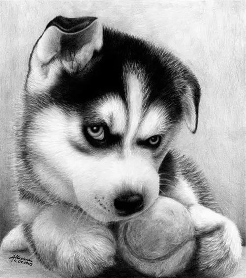 小狗头像素描图片大全可爱