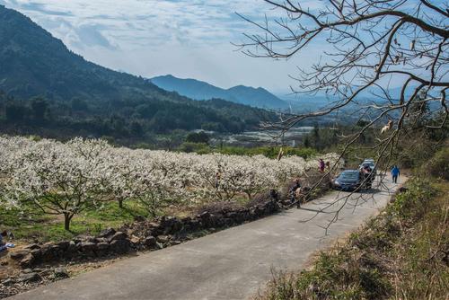 从化吕田镇桂峰村李花盛开时节