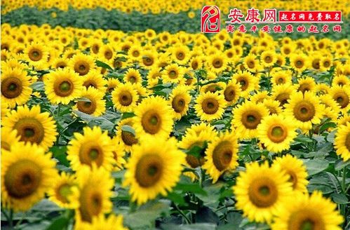 梦见向日葵花开