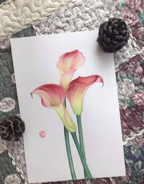 彩铅画入门教程 | 彩铅花卉-海芋花,过程步骤分享