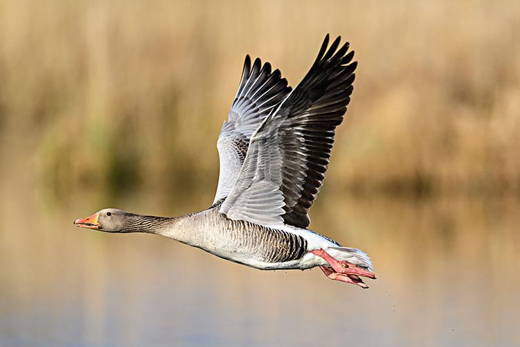 大雁图片_大雁图片大全_全景图片网
