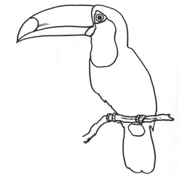 简笔画巨嘴鸟
