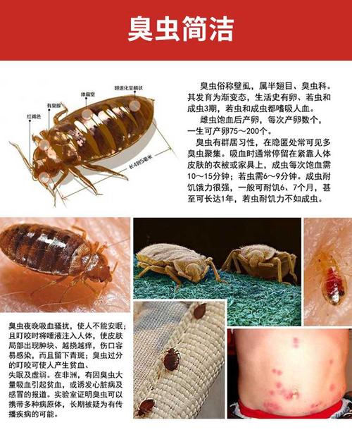 超级新品 特效臭虫药灭卵去床上咬人吸血虫杀虫剂跳骚克星除潮虫净