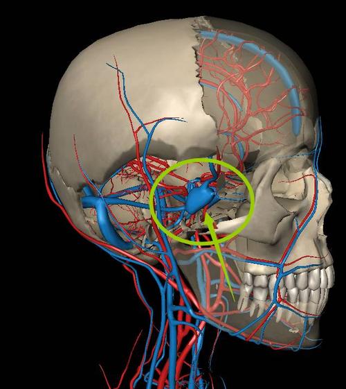 海绵窦3d结构示意图,图中黄圈与箭头所示位置为海绵窦,图片来源:参考