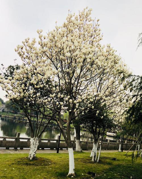 木兰花,又名辛夷,紫玉兰,木笔.