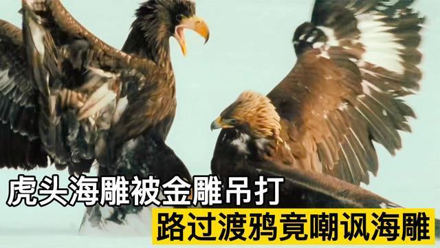 虎头海雕大战金雕经验不足被金雕吊打路过渡鸦竟然嘲讽海雕