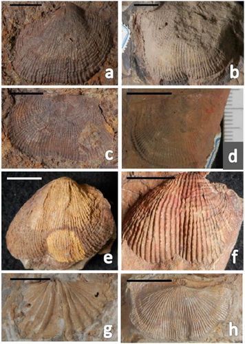 一些石炭纪腕足动物化石.读者可以判断一下它们是外模,铸型还是内模.