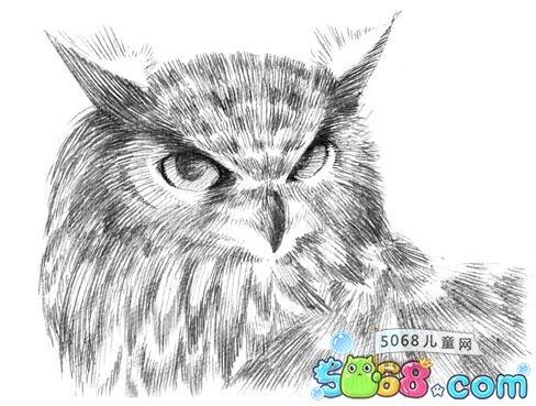 猫头鹰怎么画 猫头鹰铅笔画步骤图分享(5)