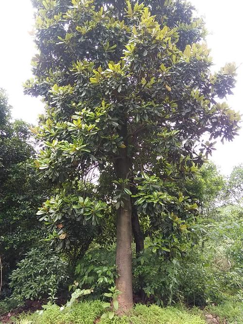 工程绿化常绿乔木 行道风景景观树 6-8cm广玉兰 四季常绿树批发