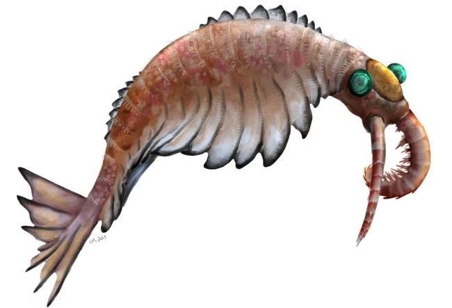 这些奇怪的"虾",一度统治了地球